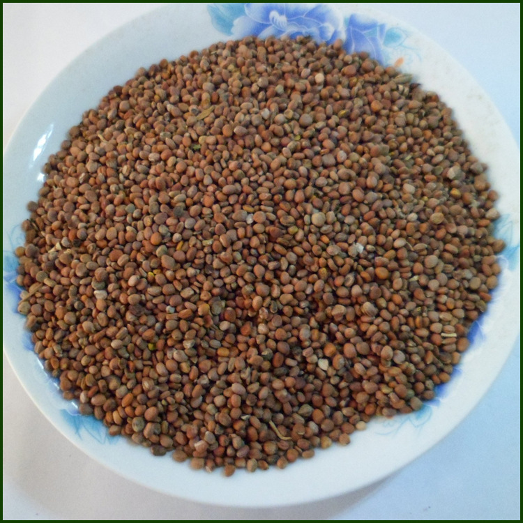 批发供应萝卜籽 中药材莱菔子 胡萝卜籽 菜菔子