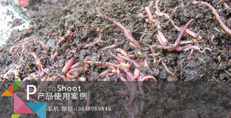 牛粪养蚯蚓客户案例