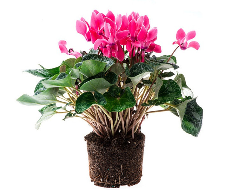 仙客来盆栽批发室内观花植物仙客来盆栽花卉多款颜色去甲醛净空气