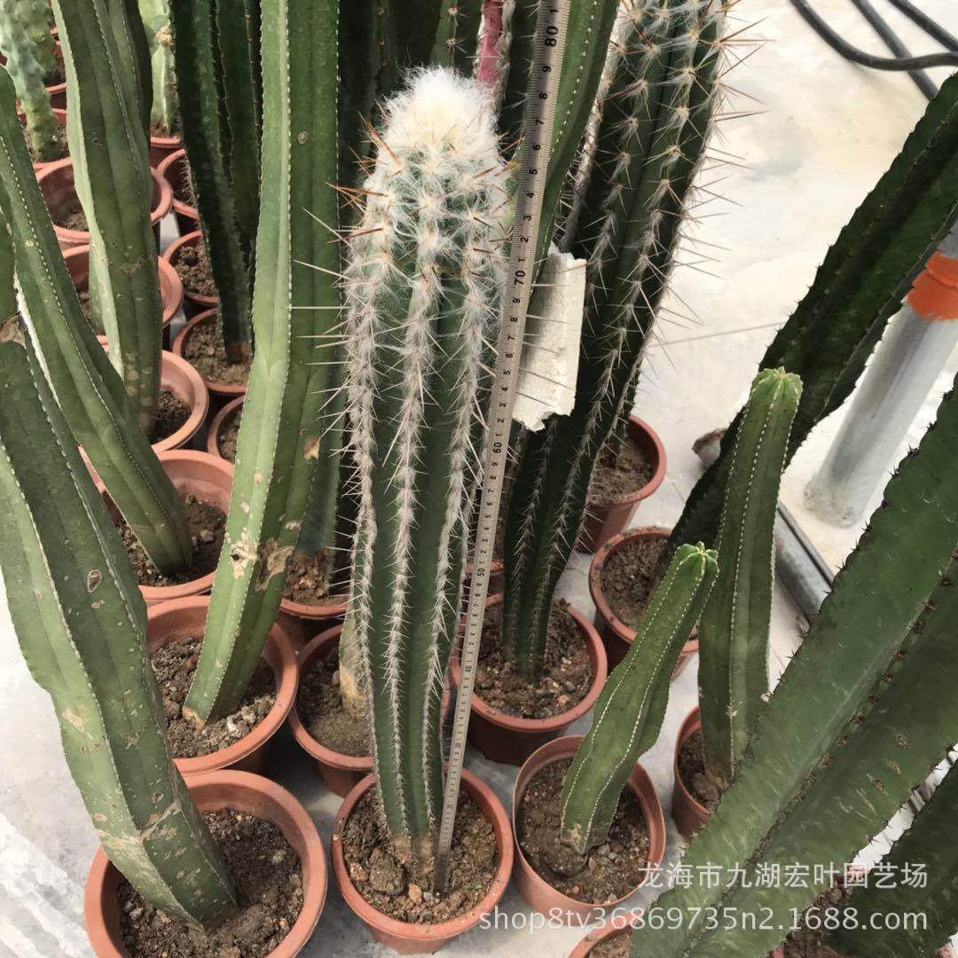 沙生植物春衣柱青衣仙人柱沙漠景观仙人掌沙生植物多肉植物