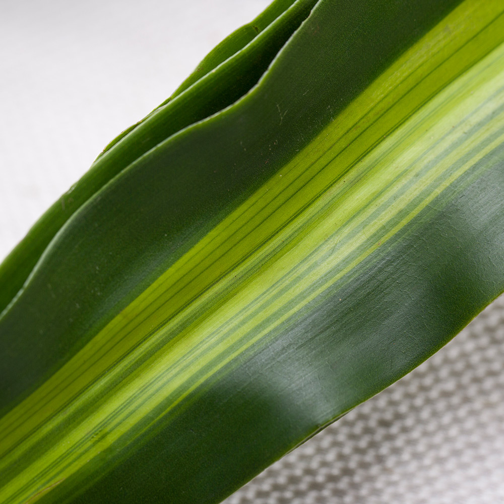 红日花卉 鲜花批发配叶 巴西叶批发一件5扎50支 鲜切花基地直供