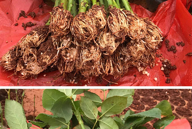 金香玉鲜切花玫瑰花苗批发 工程绿化月季小苗长期供应花苗存活高