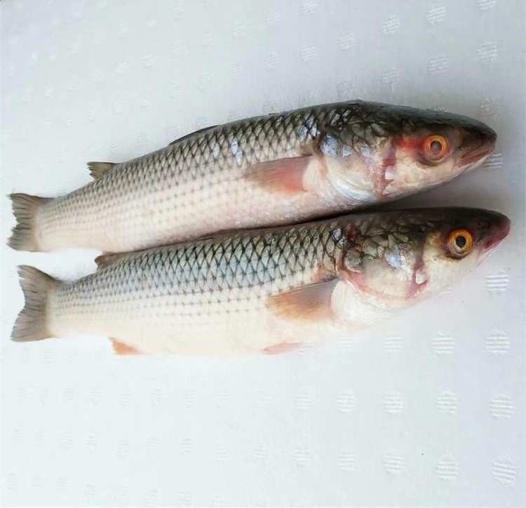 全国供应海鲜批发 鲜活贝类 青蛤蜊 铁蛤蜊 蛤蜊沙白海鲜水产鲜活