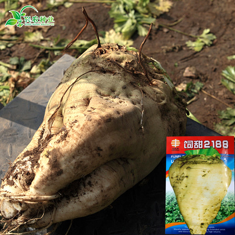 荷兰大牛头王白色根甜菜种子 农田中晚熟甜菜头饲料甜菜籽
