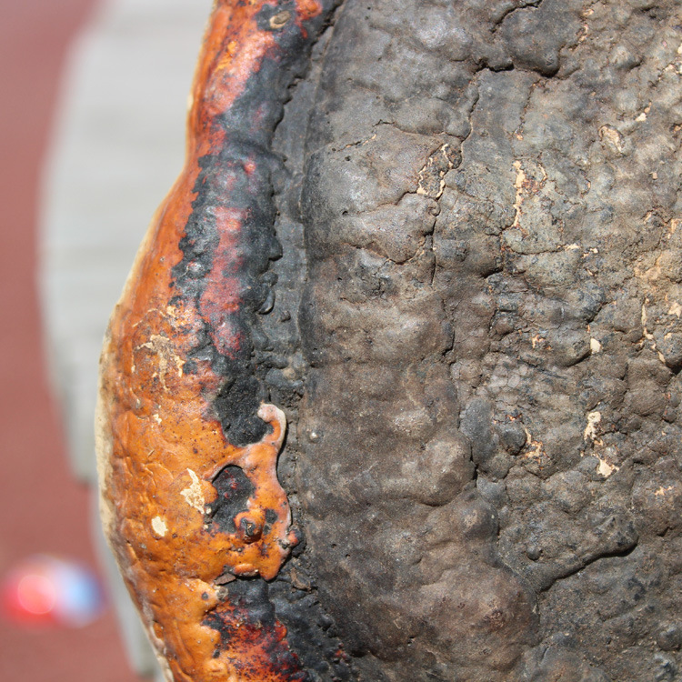 长白山红缘层孔菌 林下灵芝 林芝 无柄赤芝 红缘树舌