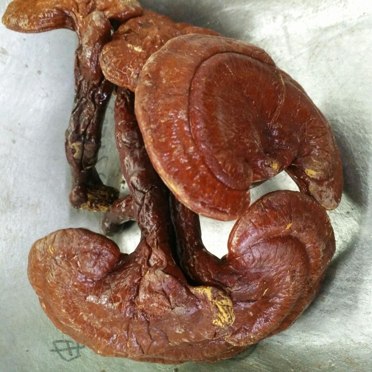 诚招红灵芝代理