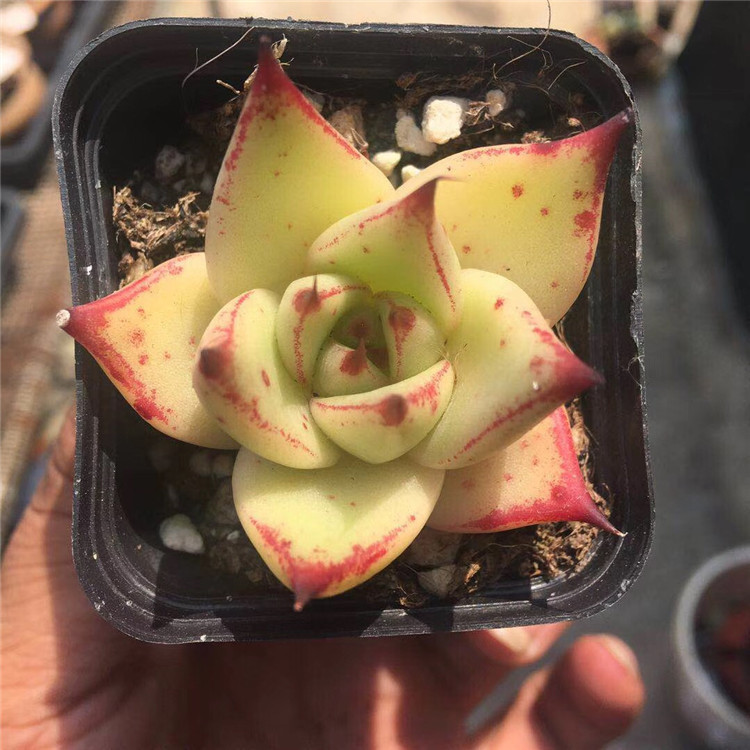 1534露养大棚批发多肉植物盆栽 黄皮乌木盆5.5cm多肉品种裸根限量