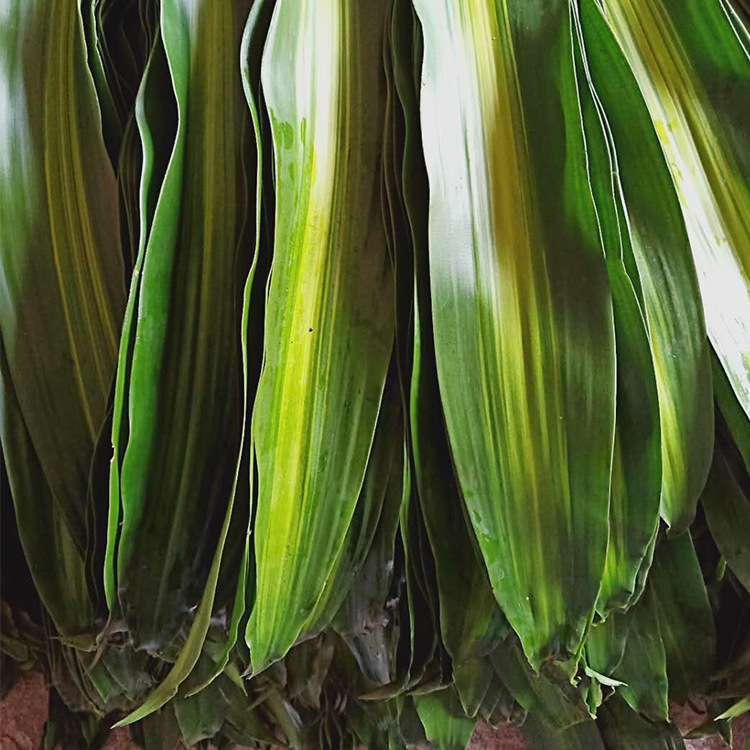 海南巴西木巴西铁巴西叶开业庆典婚庆用花各种海南切叶基地批发