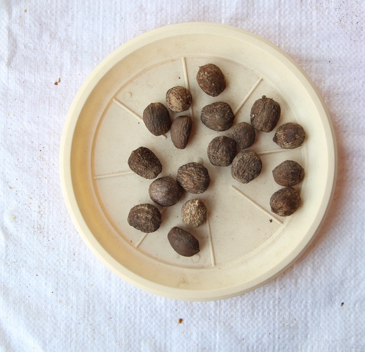 油桐种子 油桐树种子 桐油树种子 桐子树光 桐木油树 新采 易种植