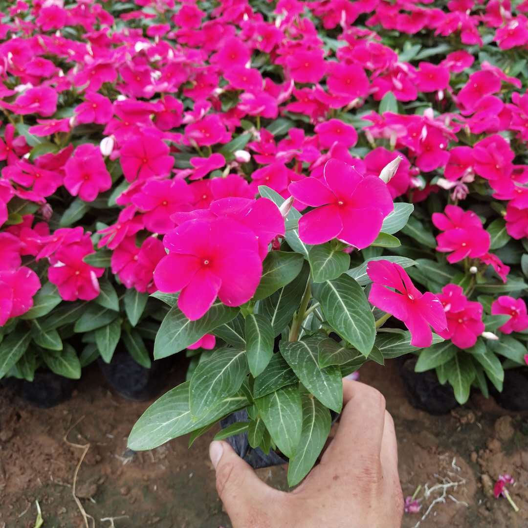 长春花 多年生草本盆栽 观赏植物 园林公园绿化盆栽植物
