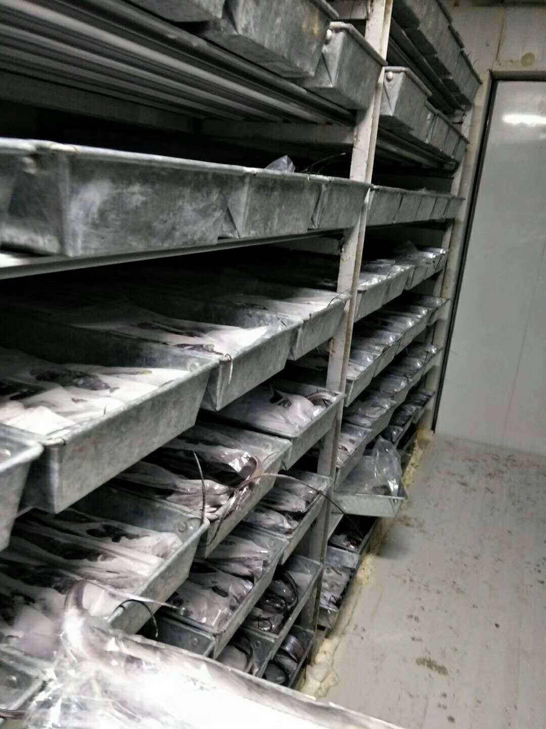 食品铝平板急速冷冻库 冷藏库冷冻库 物流冷冻库工程设备定制