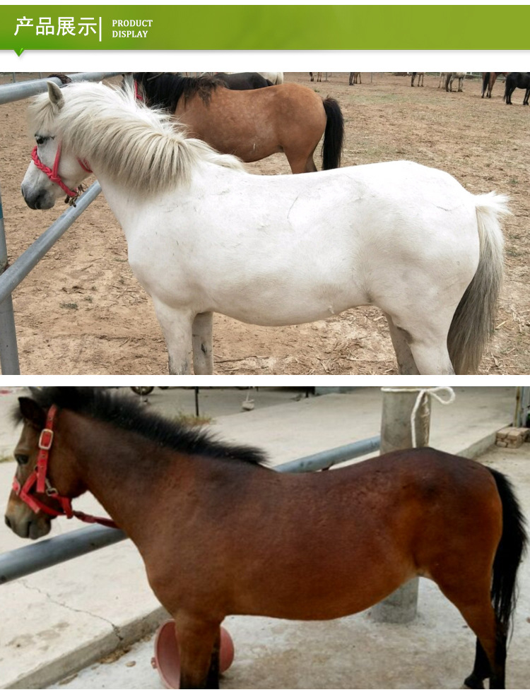 山东纯种活体半血观赏马一匹 骑乘马匹批发半血马小马驹价格