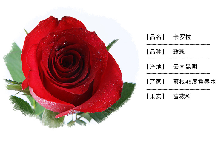 [卡罗拉ab级]批发斗南鲜花 情人节红玫瑰卡罗拉云南昆明基地直供