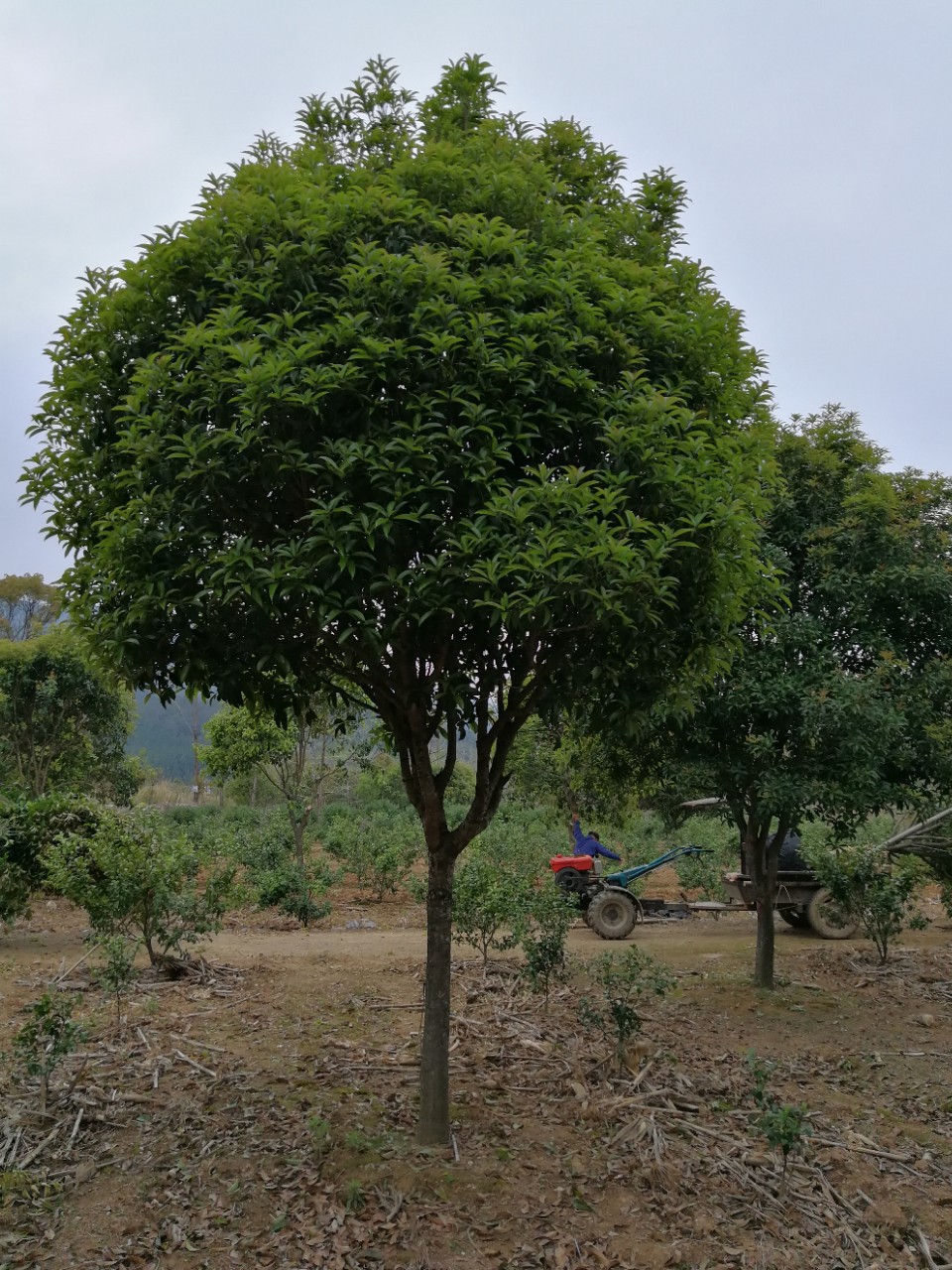 产地桂花树,桂花树12公分,桂花树价格,八月金桂13807732002-阿里巴巴
