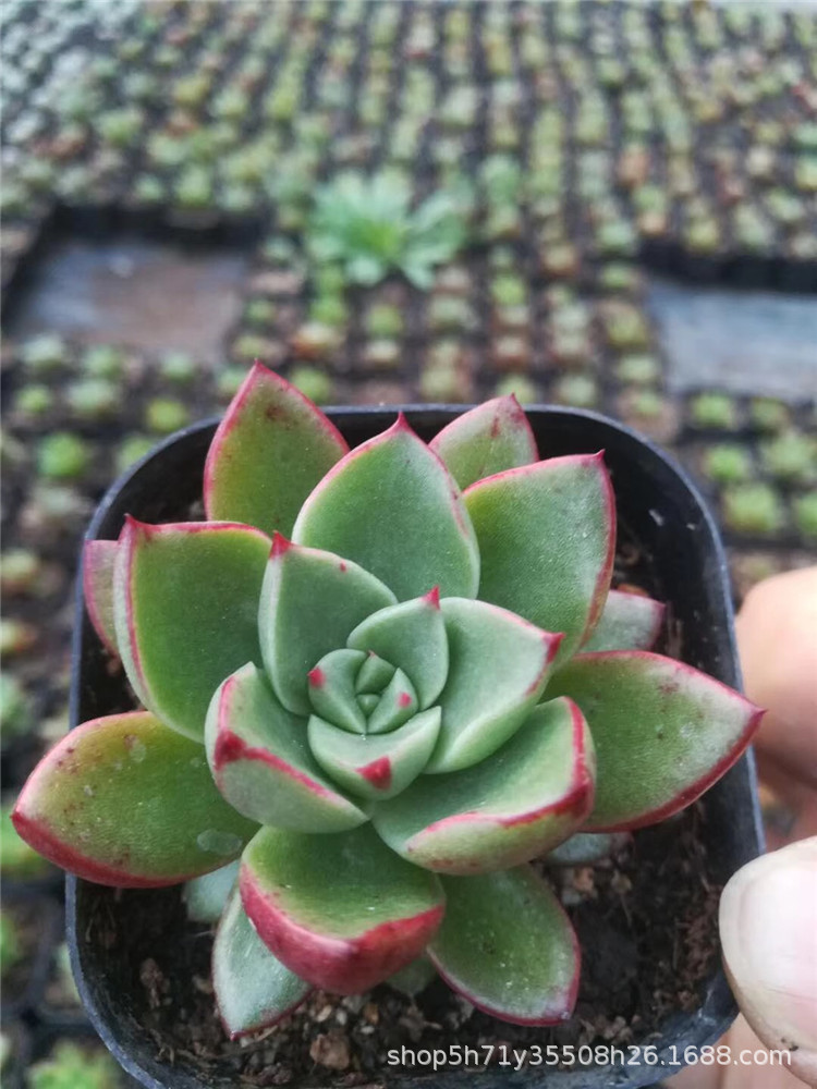 0058大棚限时批发多肉植物盆栽 斗牛士单头3.5cm左右多肉品种限量