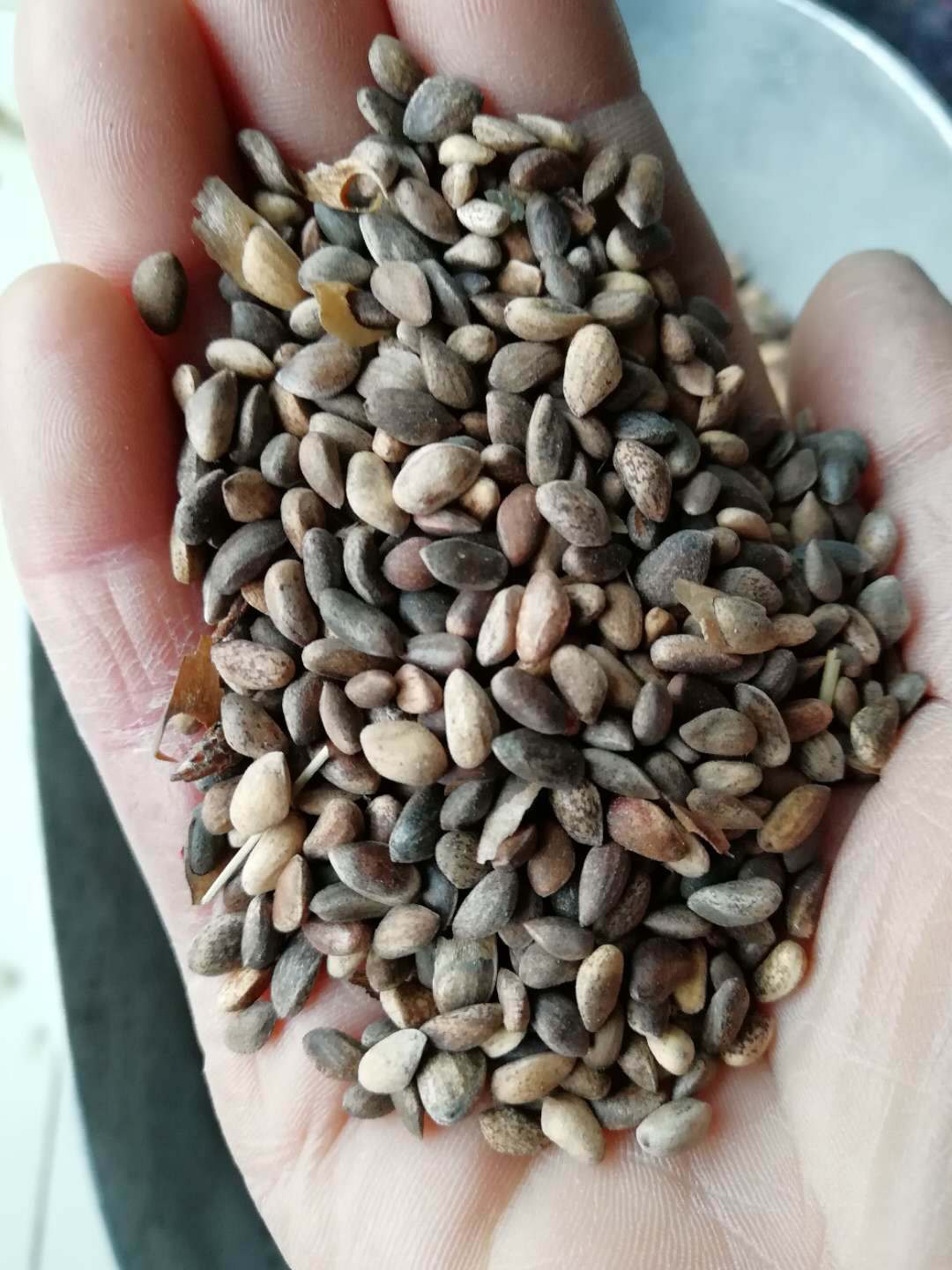 批发松柏籽 黑松种子 黑松 油松 雪松 罗汉松等-阿里巴巴