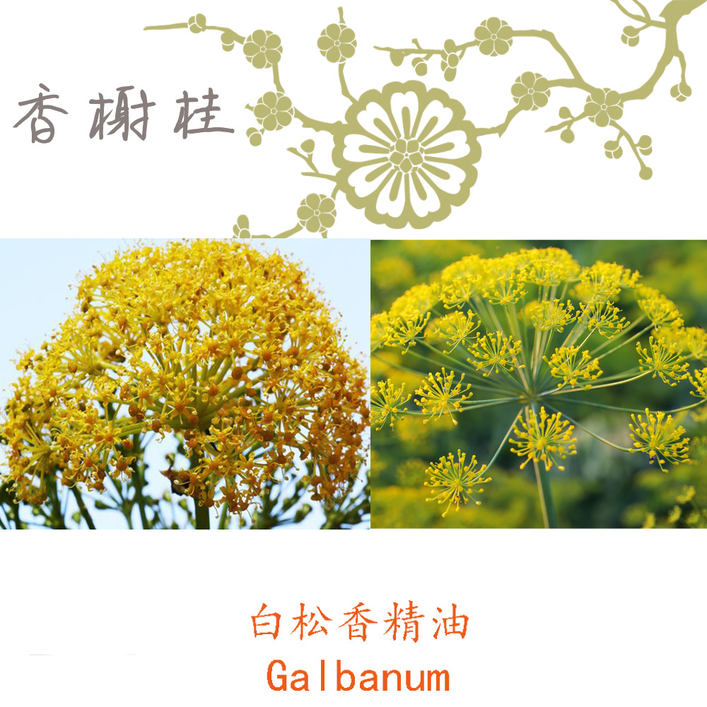 土耳其进口 白松香精油 galbanum 芳疗级单方精油 5ml起订