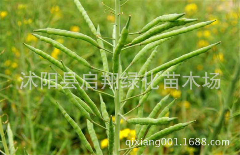 油菜籽波斯菊格桑花 观赏油菜花种子 榨油油菜籽北方耐寒花卉种子