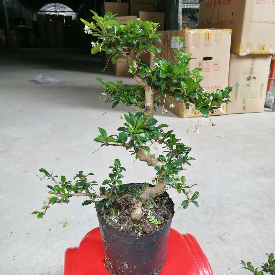 【基地直供】 阳台绿植净化空气 造型盆景 袋苗 8寸造型福建茶