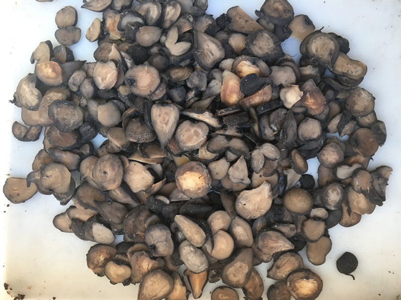 厂家直供中药材切片机 沙参切片机 锁阳天麻切片机人参黄精切片机