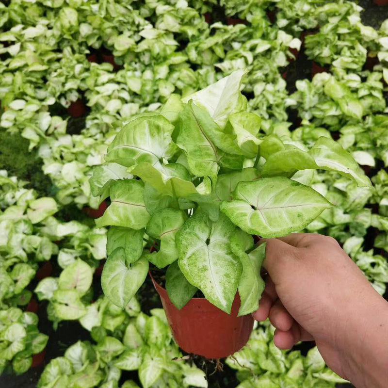 基地直供观叶植物净化空气创意小盆栽a110黄金童子合果芋