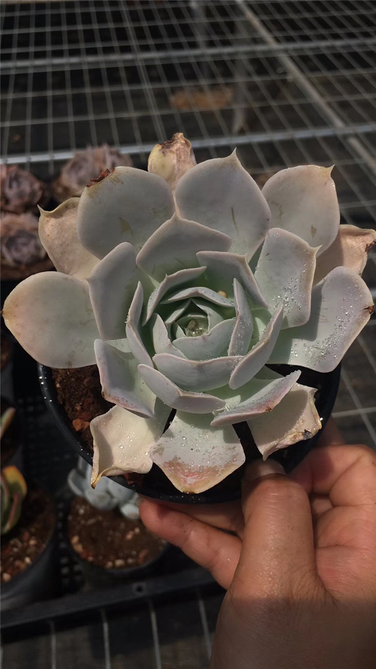 048大棚批发多肉阳台植物 圣卡诺斯大单头老桩多肉品种 裸根发