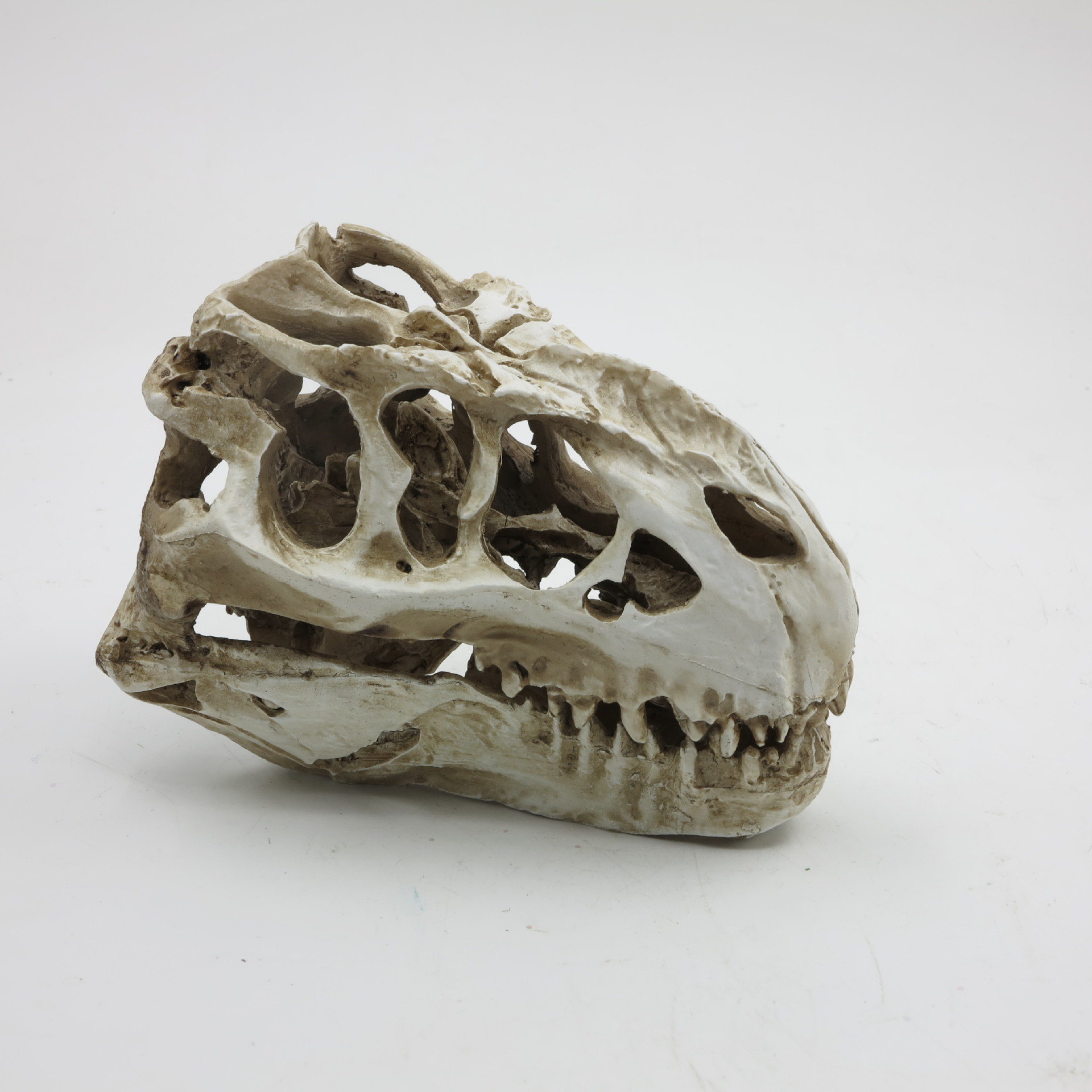 仿真恐龙骨头 树脂霸王龙头骨 鱼缸沙漠缸陆地缸装饰 蜥蜴龟爬虫