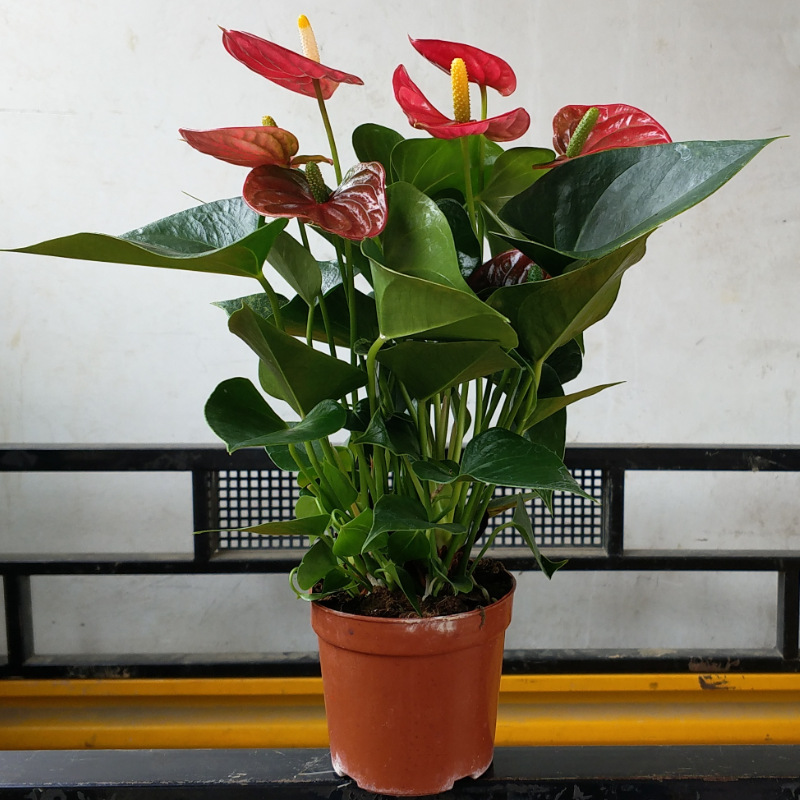 红掌盆栽批发观花植物一帆风顺白掌小盆栽优质粉掌土培水培绿植