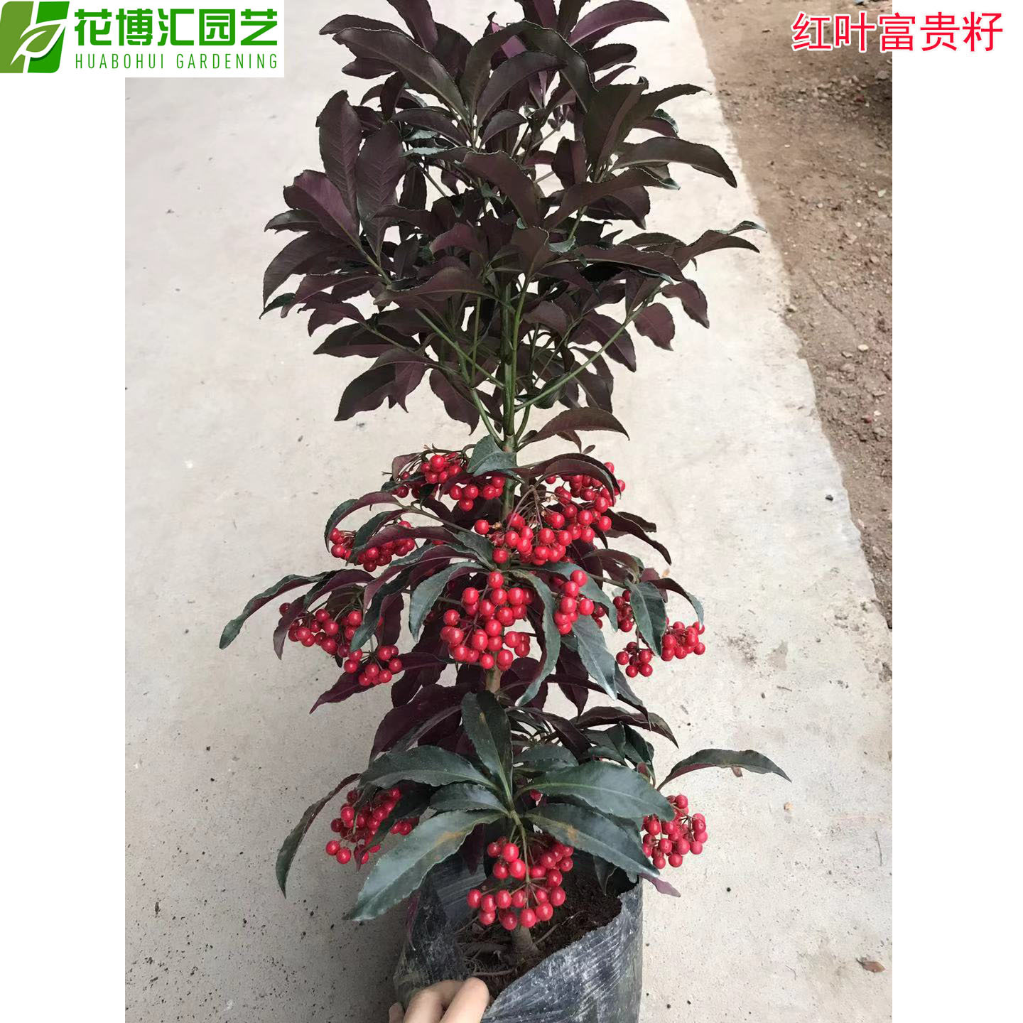 基地直供批发富贵籽苗红凉伞室内盆栽花卉盆景树植物富贵子