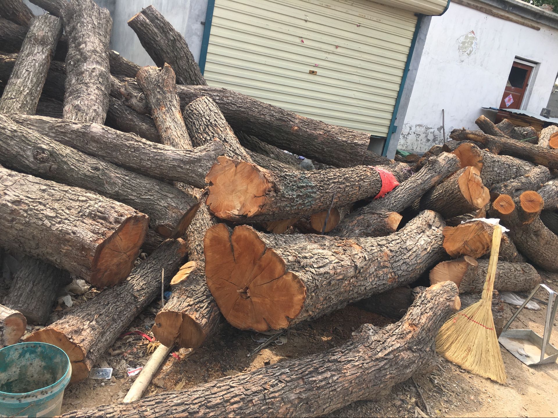 启林 大量供应 枣木原木木材 大径杜梨木厂家直销