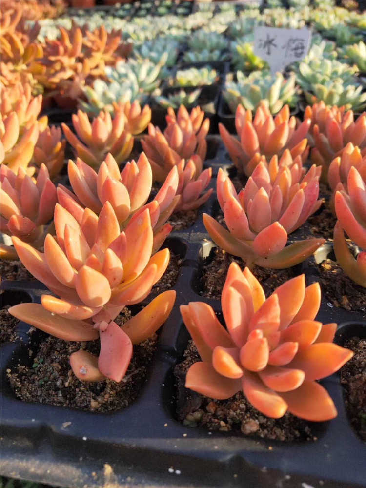 036大棚多肉植物盆栽批发果冻布丁单头45公分裸根发多肉品种