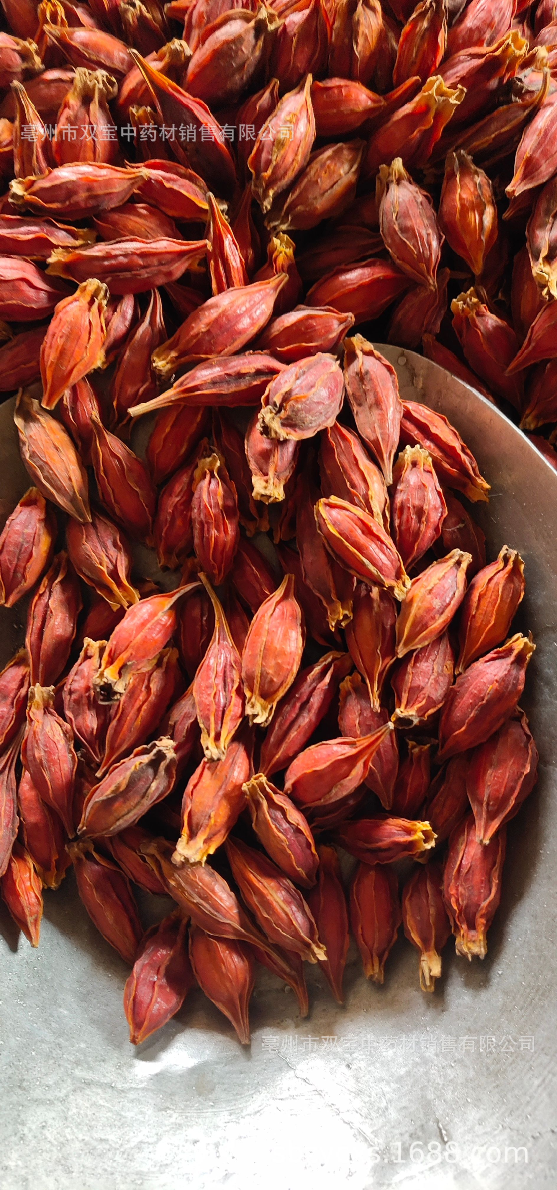 双宝供应散装 江西红栀子 山栀子 水栀子 枝子茶各种规格栀子大货