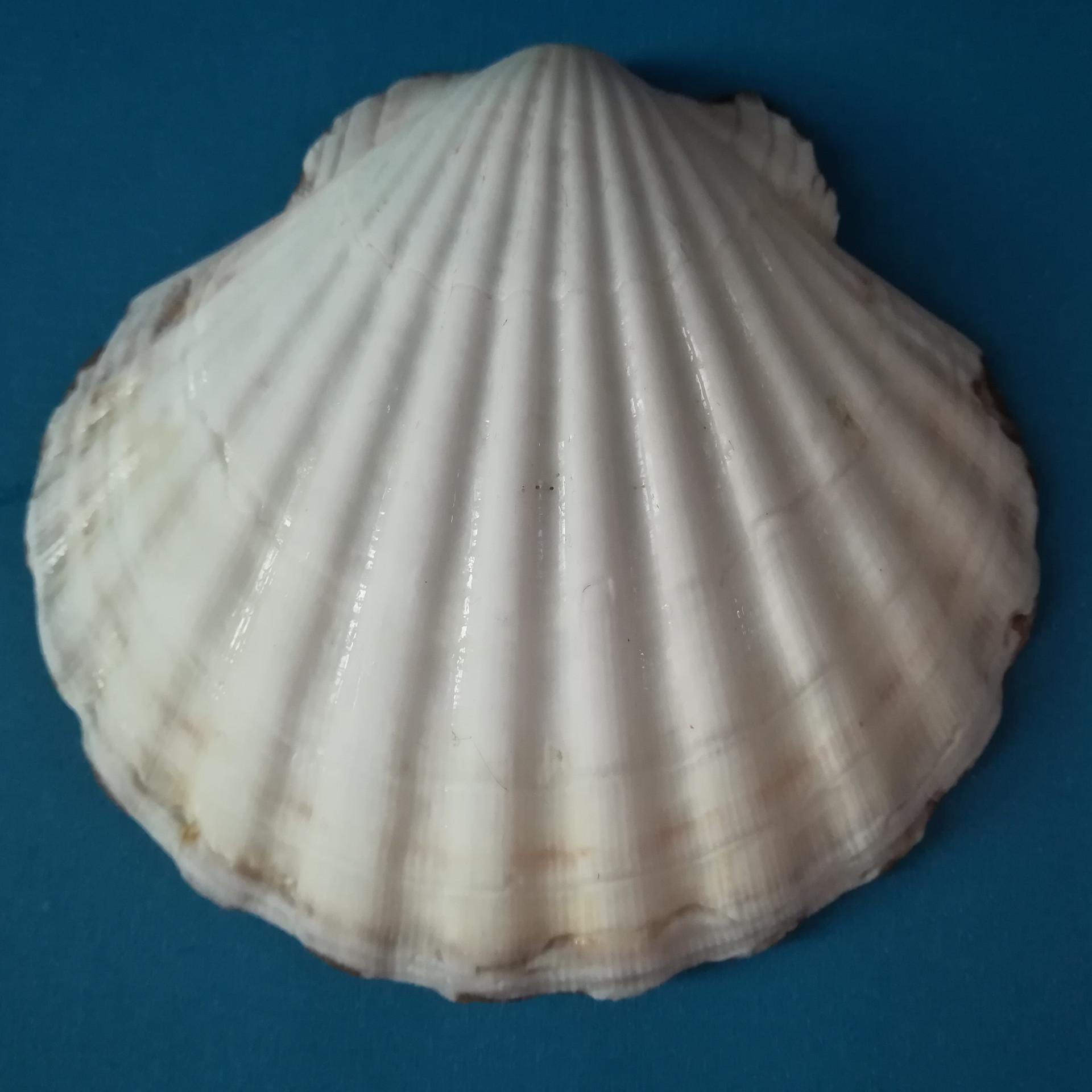 天然白色大扇贝鱼缸造景烧烤盘家居装饰手工diy儿童绘画