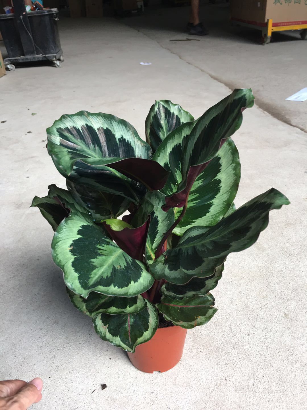 【基地直销】室内观叶小盆栽绿植140#彩虹竹芋 夜天使竹芋去甲醛