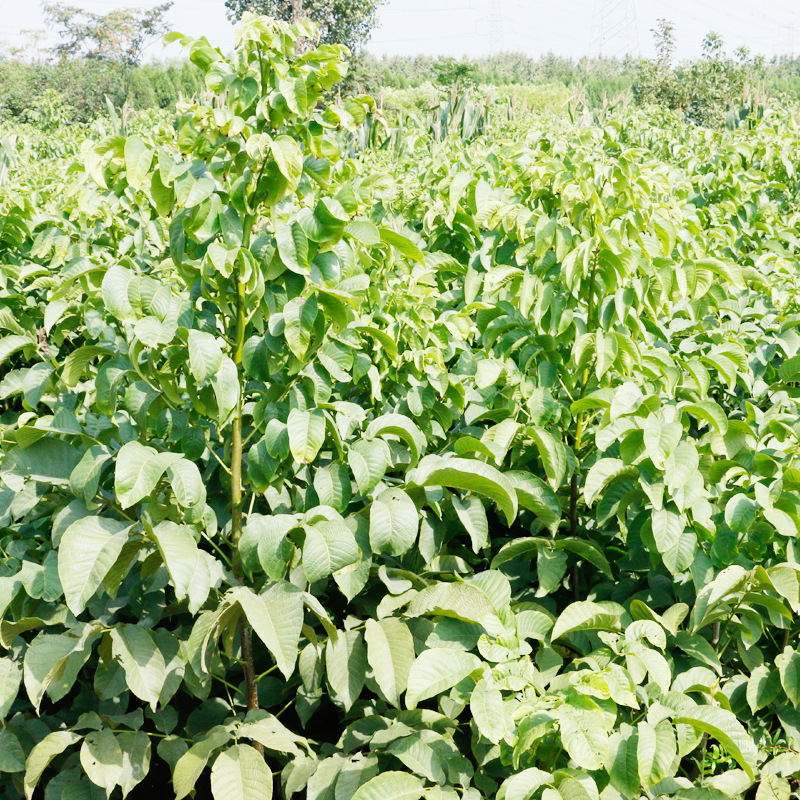 本苗圃现货批发8518核桃苗 一年生4-6公分8518核桃苗