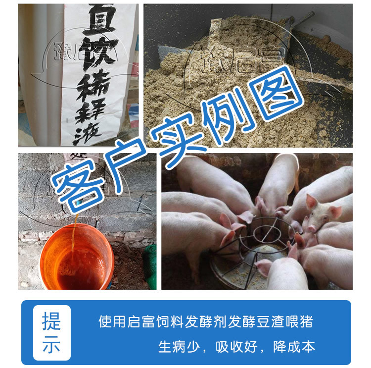 发酵豆渣喂猪案例