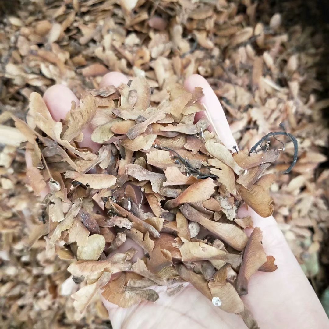 中药材蝴蝶草 肺形草 山蝴蝶