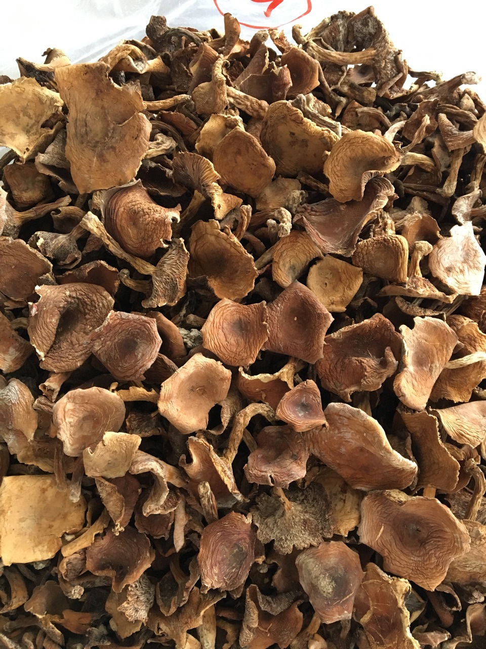 【菌窝子】云南特产美味奶浆菌 本土山珍野生食用菌供应菌菇现货