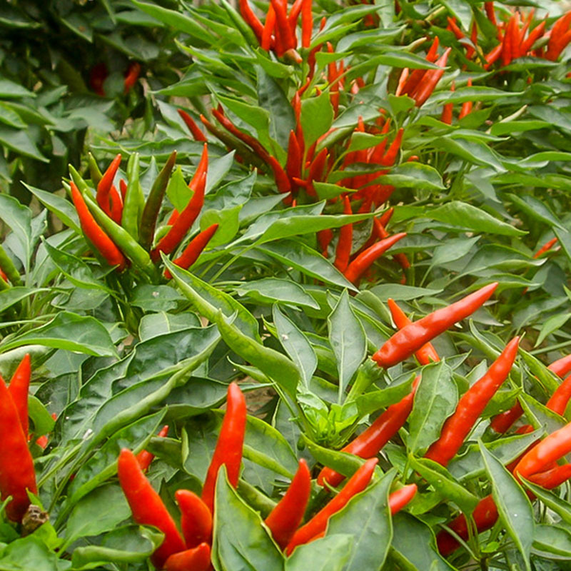 红色朝天椒种子