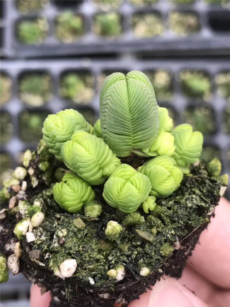 8073多肉植物大棚限量批发 达摩绿塔群生盆6cm5头起状态实拍多肉