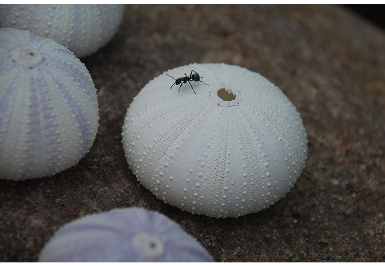 小海胆紫海胆空气凤梨 天然海胆壳 婚礼地台书桌橱窗摆件拍照道具