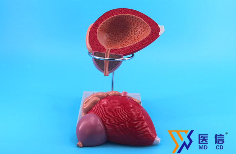 人体膀胱放大模型 医学专用 放大3倍