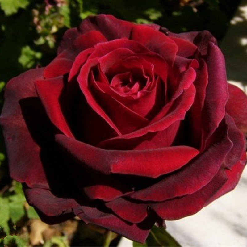 黑魔术黑玫瑰-昆明基地发货-家庭插花批发20支买10只送10只