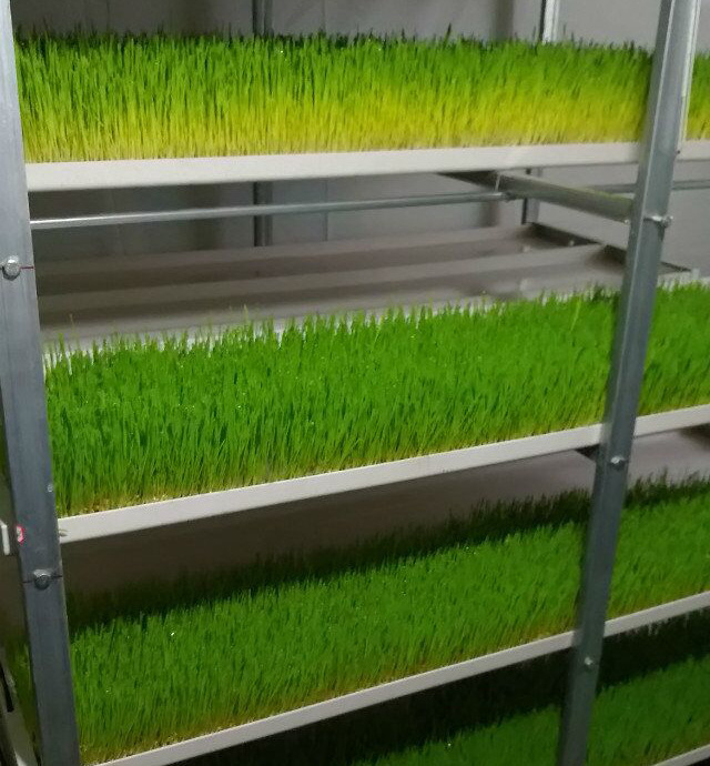 lyine 蔬菜植物生长育苗托盘豆芽盘可堆叠托盘育苗种植系统