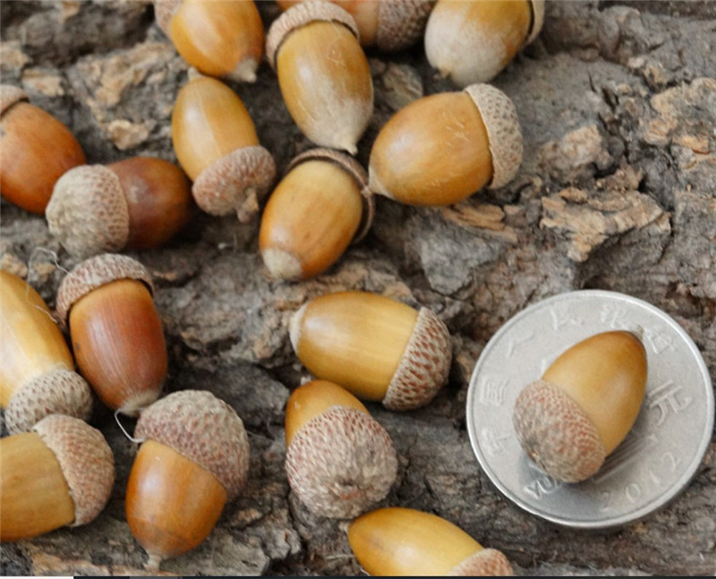 天然复古橡果森林小摆件diy材料 橡皮果拍摄道具 zakka杂货装饰品