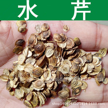 水生植物种子 水芹种子 野芹菜 细本山芹菜种子 水英 水芹菜种子