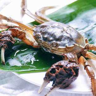 阳澄湖大闸蟹 蟹图片_阳澄湖大闸蟹 蟹图片大全 - 阿里巴巴海量精选