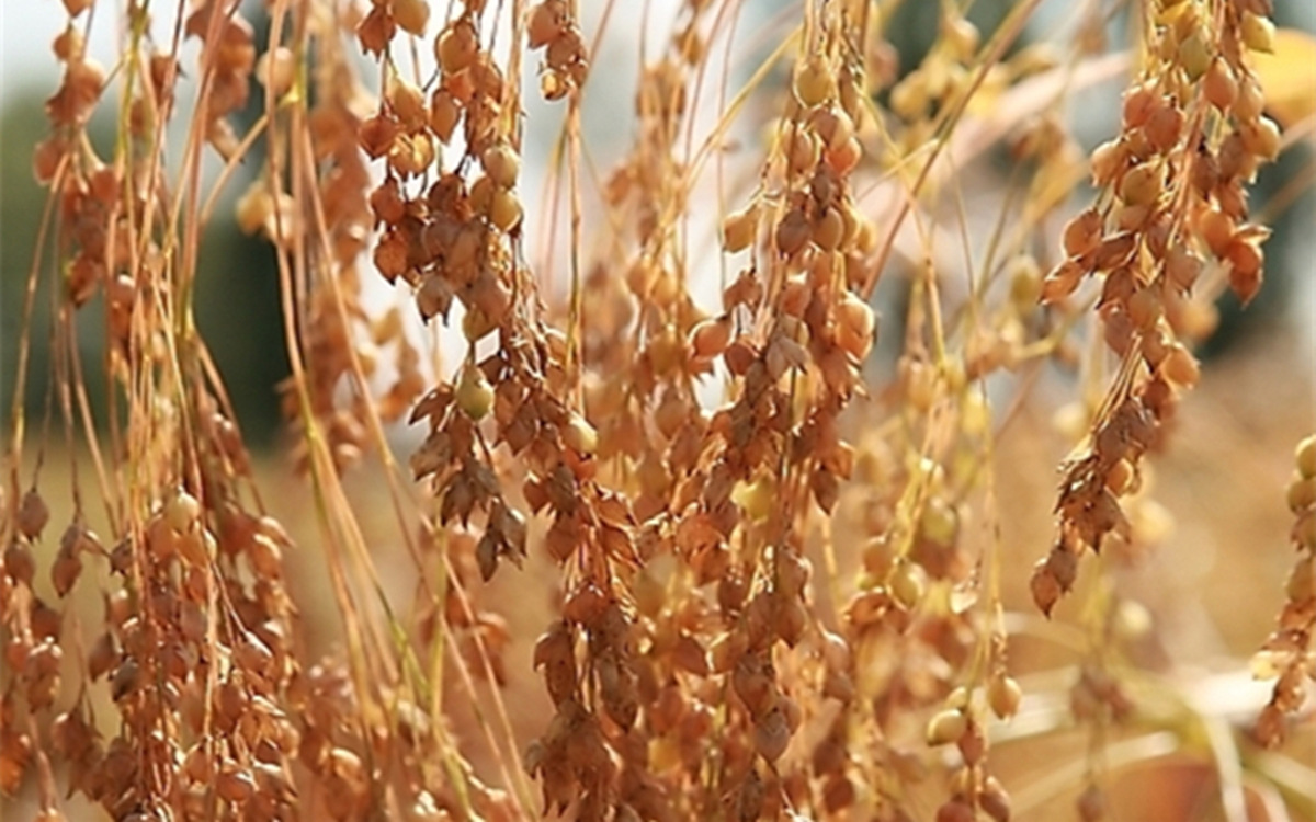 批发供应红黄黍子糜子谷子 五谷杂粮量大从优惠 黍子种子