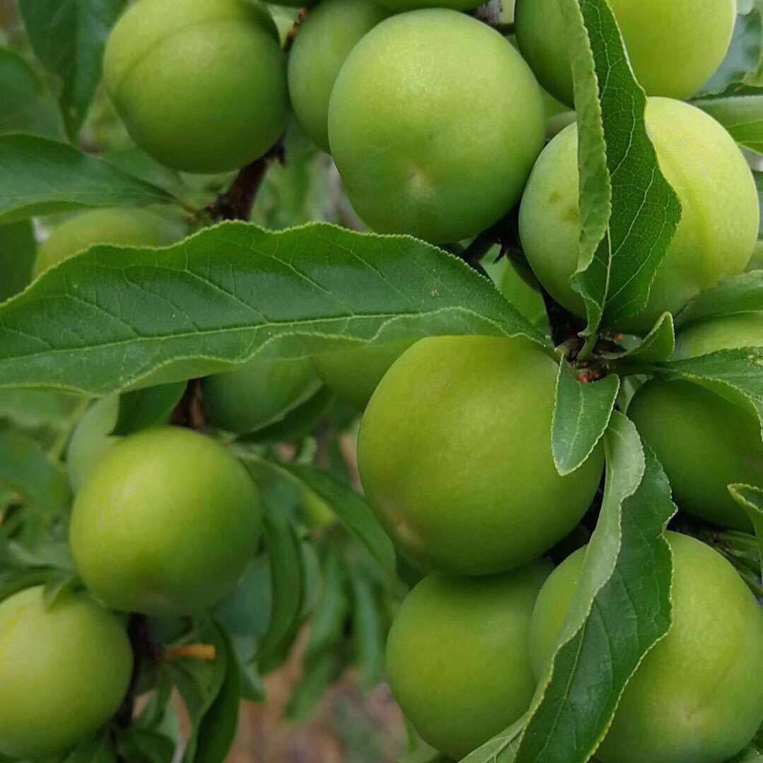 福建新鲜李子 三月李 早青李 现摘酸甜脆 5斤大果包邮