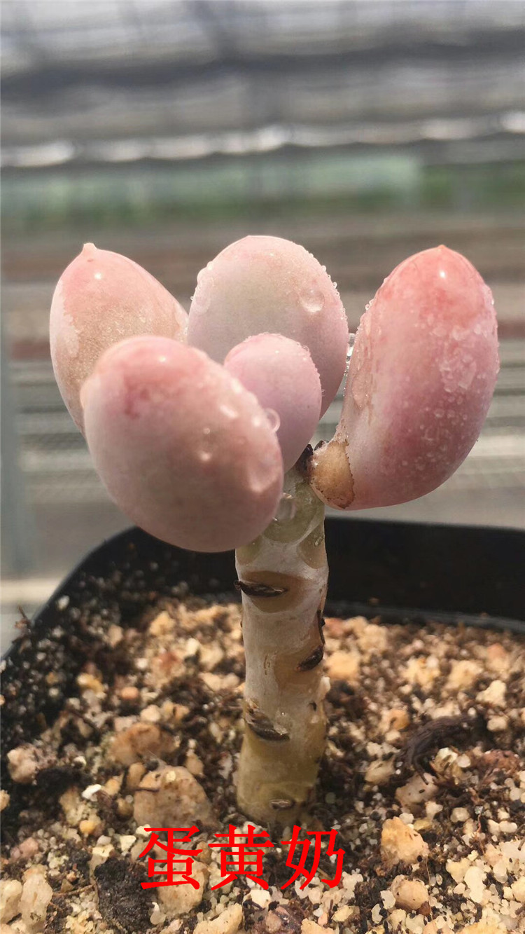 159多肉植物大棚限时批发 蛋黄奶带桩子7cm盆多肉品种品相一流